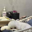 댕댕이샾 이미지