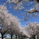 양양군 야구장 | 속초•양양•고성 벚꽃명소 :: 양양 남대천 벚꽃축제 :: 속초 설악산 케이블카 벚꽃명소, 벚꽃터널