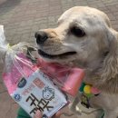 블라썸펫 이미지