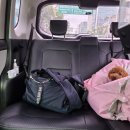 보리펫택시 이미지