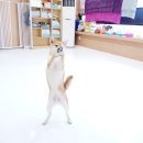 뽀송뽀송 애견 목욕 이미지
