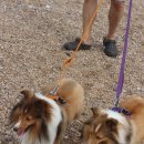 애견민박 멍집 | 태안 애견민박 멍집 후기