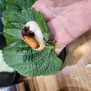 보배쭈꾸미 이미지