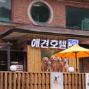 힐링독 이미지