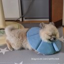 리온메디칼 이미지