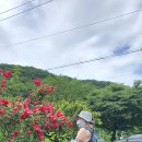 하도치 이미지