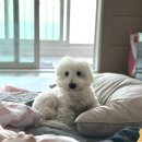 대자유치원 | 꼬똥드툴레아 성격 총정리｜18개월 견주가 느낀 실제 성격 후기