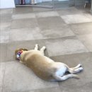 율하 다나동물병원 이미지