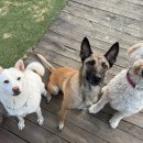 일산애견스쿨 이미지