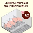 돼지농장
