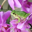 청개구리 이미지