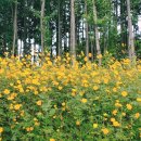 서면의숲 이미지