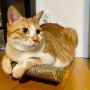 고수동물병원 이미지