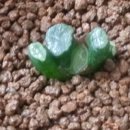 밀레니엄 이미지