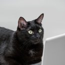 [1급과정] 반려동물관리사 1급 이미지