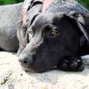 이루다 동물메디컬센터 이미지