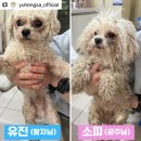 🐶 불법 비숑번식장 아가들 구조 이미지