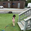 백합펜션 | 태안 카라반 추천, 아이와 함께 다녀온 태안 백합펜션 1박2일 후기