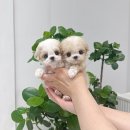 브리더독 이미지