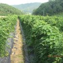 원택농장 Daum카페