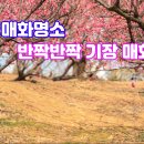 매화원