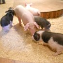 오방목장 이미지