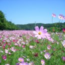 코스모스길 이미지