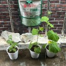 굽네치킨 춘천석사점 이미지