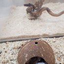 로던트클럽 화정 본점 이미지