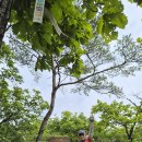 송학산 / 감악산 산행일지 (2026.8.1.토)...당일 (블랙야크 100명산 인증산행 - 97) 이미지