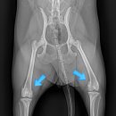 위례중앙동물의료센터 이미지