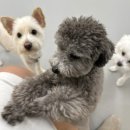 요리조리유치원 이미지