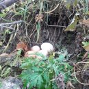 동해유정란농장 이미지