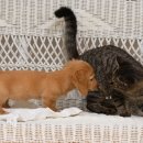 강아지와 고양이 이미지