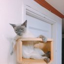 뽀빠이하우스 | [28주] 정기검진, 지독한 변비ㅠㅠ, 오랫만에 LAMY
