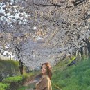 활짝열린공인중개사사무소 | 26년 4월 :: 튤립이 활짝 열린 봄날의 먹부림 (서교동/대흥/공덕/망원)