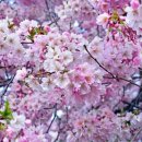 꽃보다 사랑 이미지