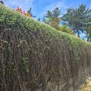 토마스의집 이미지