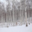 Japanese white birchㅡ겨울 자작나무.숲 이미지