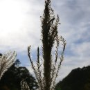 동대골 Daum카페