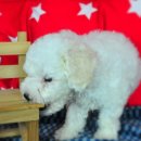 계룡애견 이미지