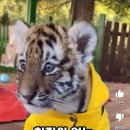 아짱아짱 Daum카페