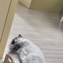 펫앤켓 이미지