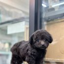 대박펫살롱 이미지