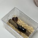 감염병으로부터 우리 아이 건강하게 키우기 | 사슴벌레키우기 baburmart바부르마트 넓적사슴벌레 초간단 사육세트 후기