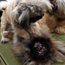 복수농장 이미지