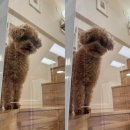 블루오션 레지던스호텔4 | 영종도 애견동반 숙소🐶| 블루오션 레지던스 호텔 복층 감성 숙소 후기