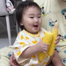 초당 | 맛있는 제주도 초당옥수수 인하네 내돈내산 후기
