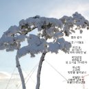 설야 Daum카페