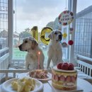 올리버 스테이 이미지